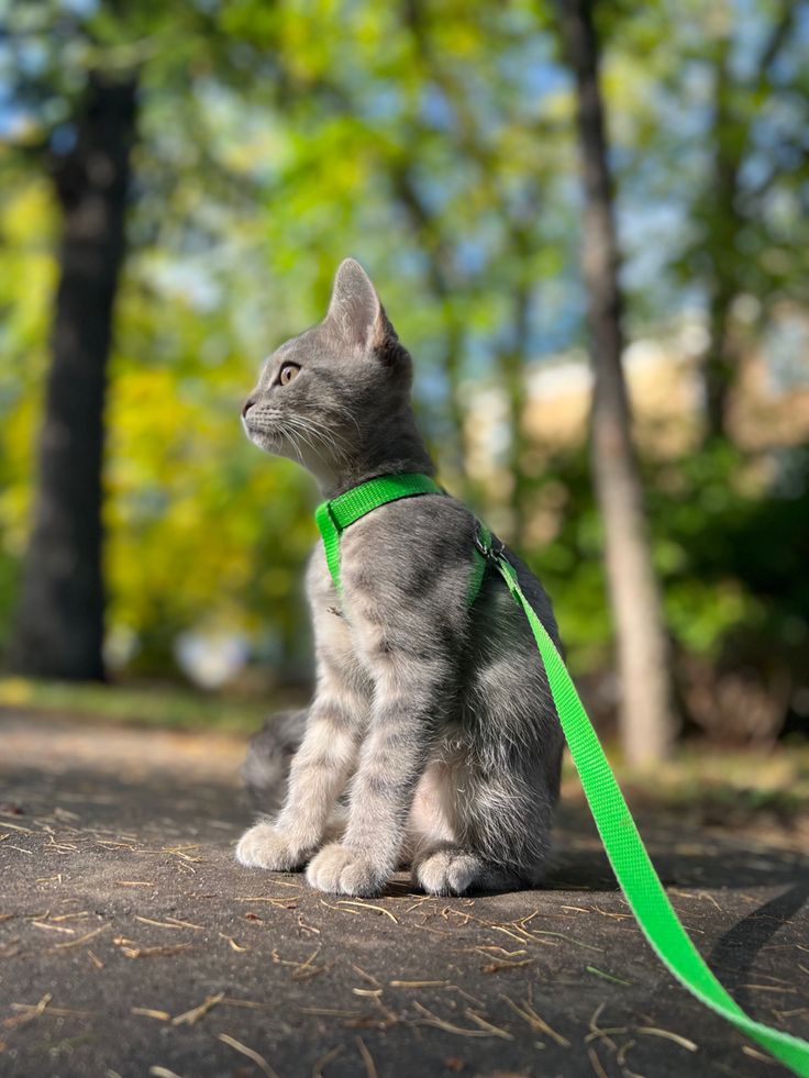 Кошка на прогулке