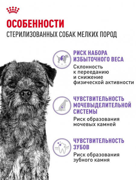Royal Canin Mini Sterilised купить в ZooKorm24.ru
