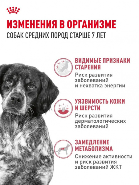 Royal Canin Medium Adult 7+ купить в ZooKorm24.ru
